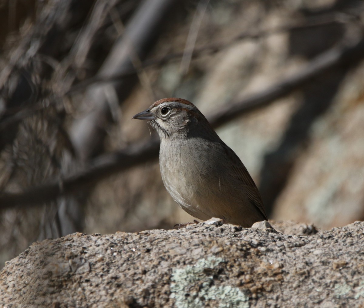 Rufous-crowned Sparrow - ML620806941