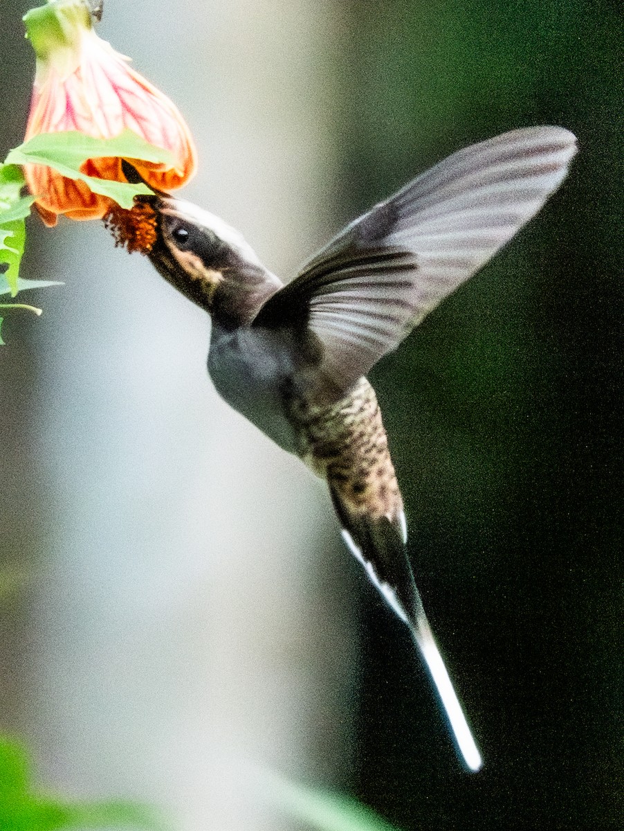 Scale-throated Hermit - ML620806943