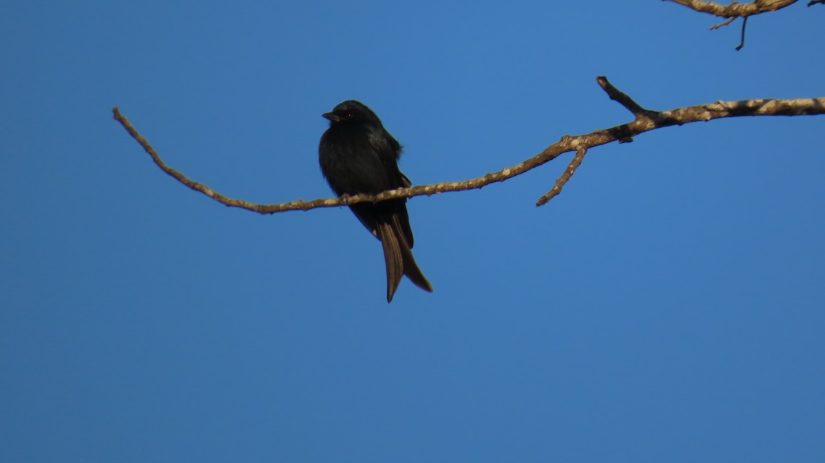 Fork-tailed Drongo - ML620806951