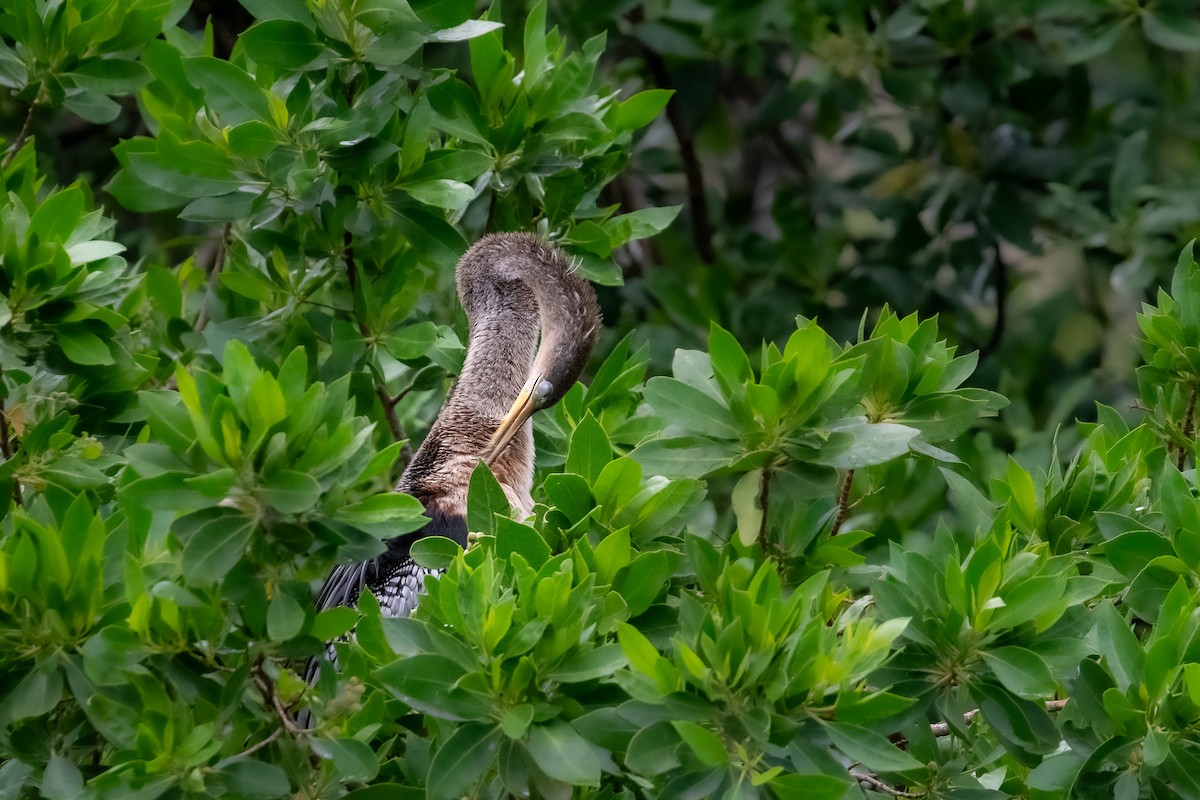 anhinga americká - ML620806956