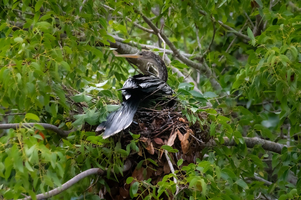 Anhinga Americana - ML620806957