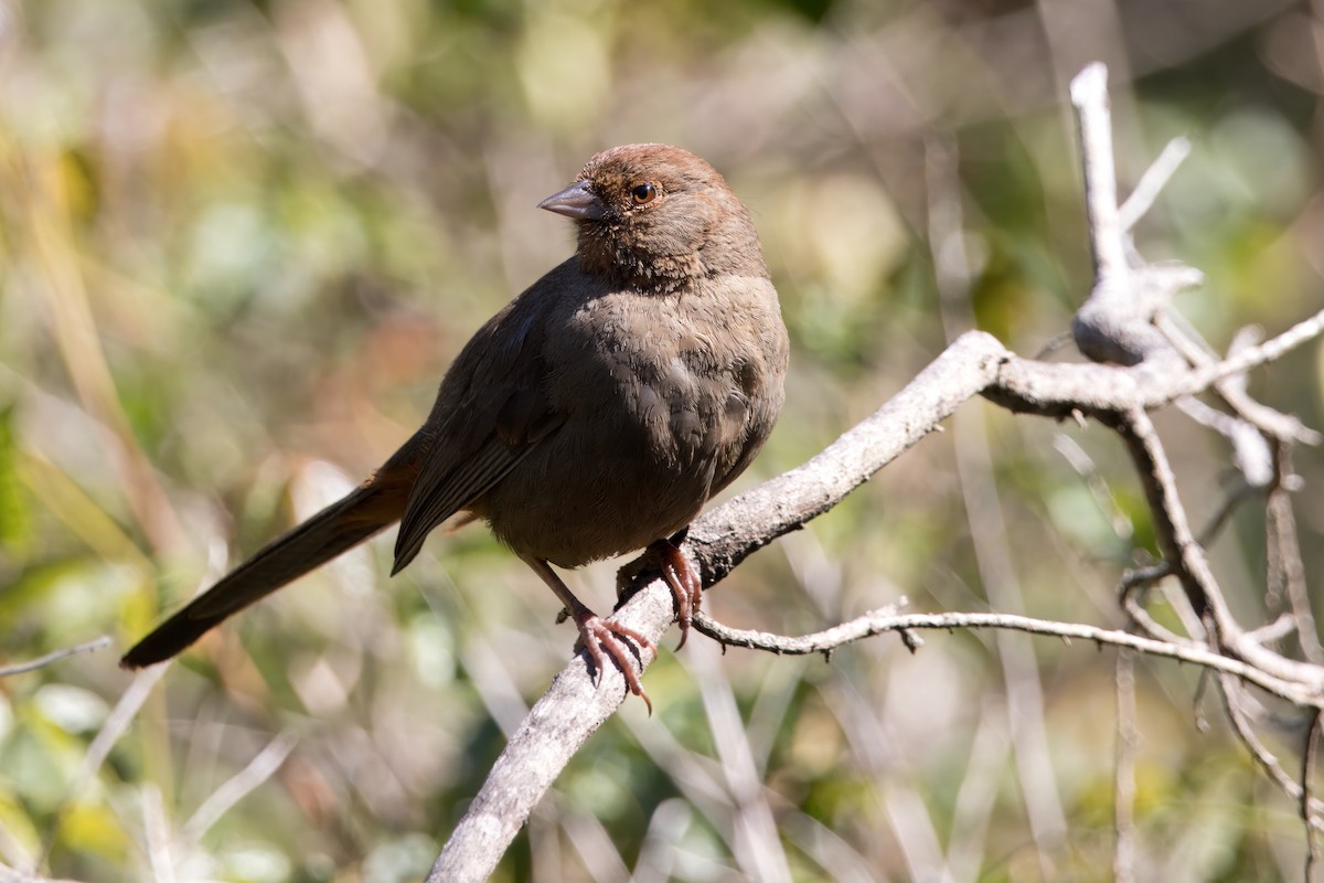 California Towhee - ML620806970