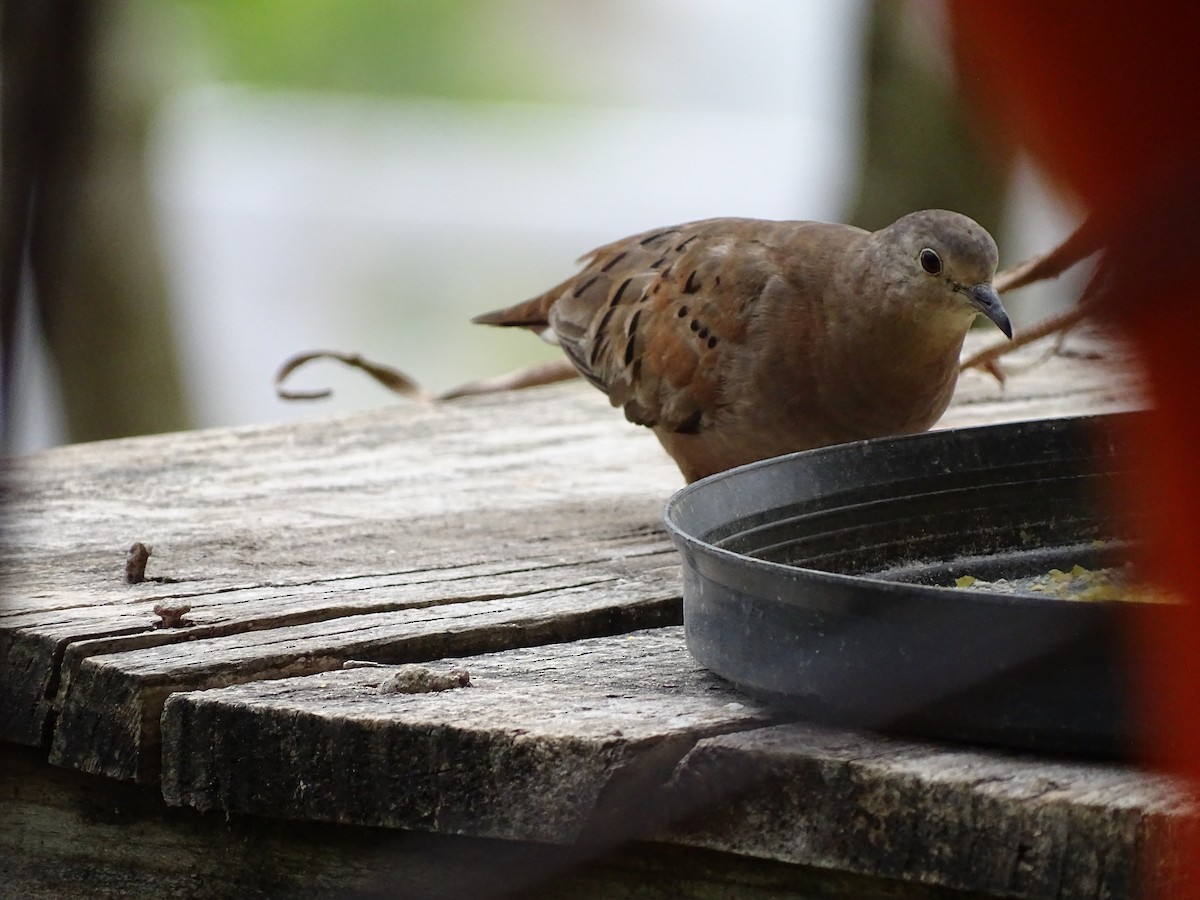 Ruddy Ground Dove - ML620806991