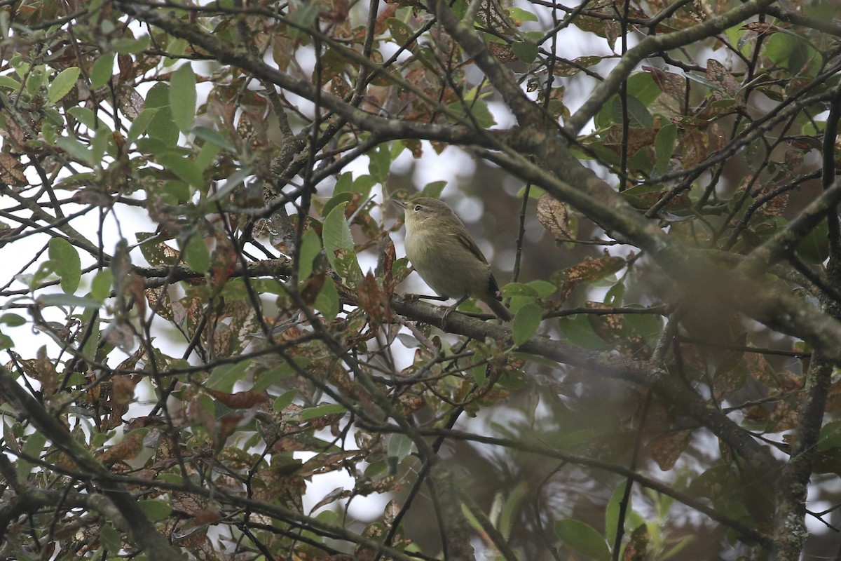 Iberian Chiffchaff - ML620806992