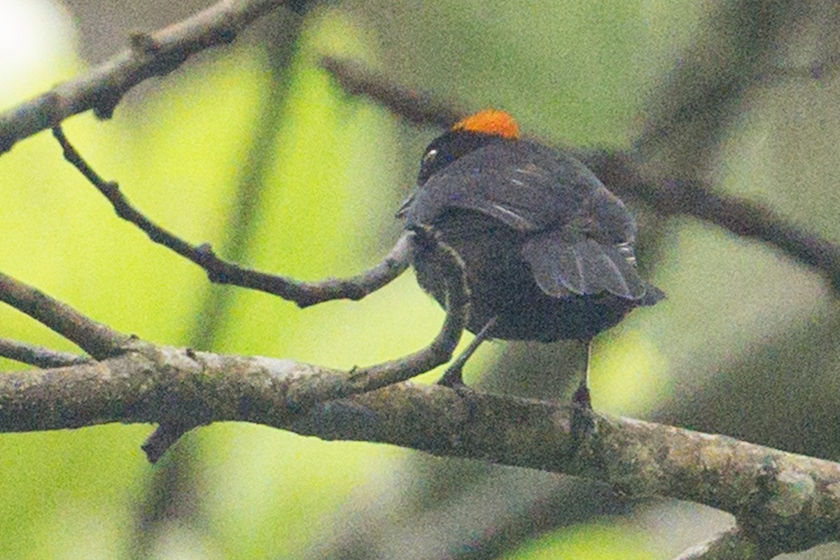 Tawny-crested Tanager - ML620806996