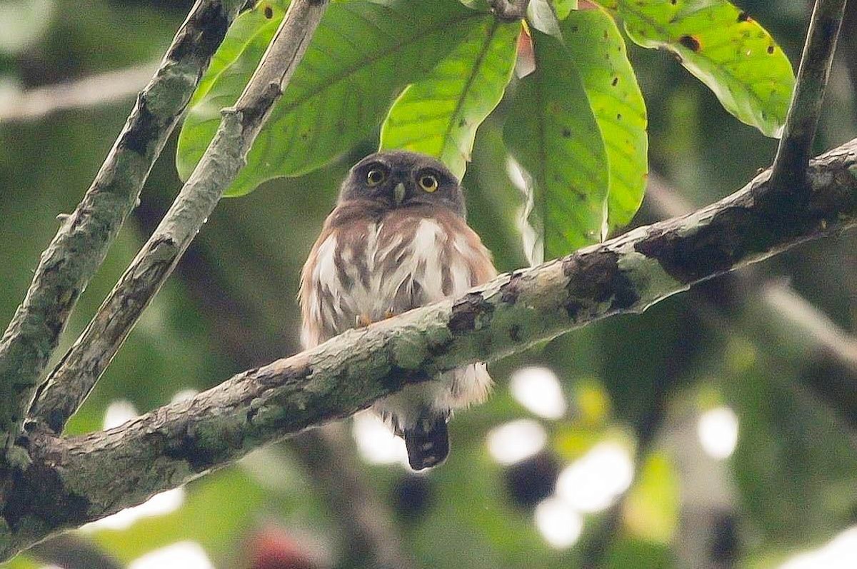 Amazonian Pygmy-Owl - ML620806998