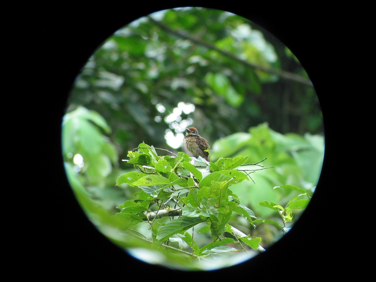 Chestnut-capped Puffbird - ML620807009