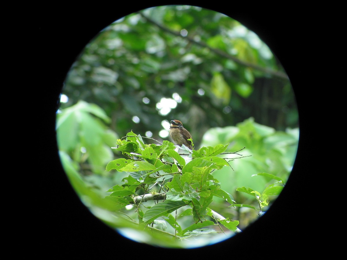 Chestnut-capped Puffbird - ML620807011