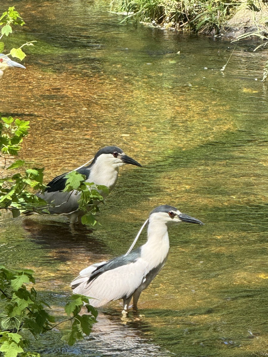 Black-crowned Night Heron - ML620807017