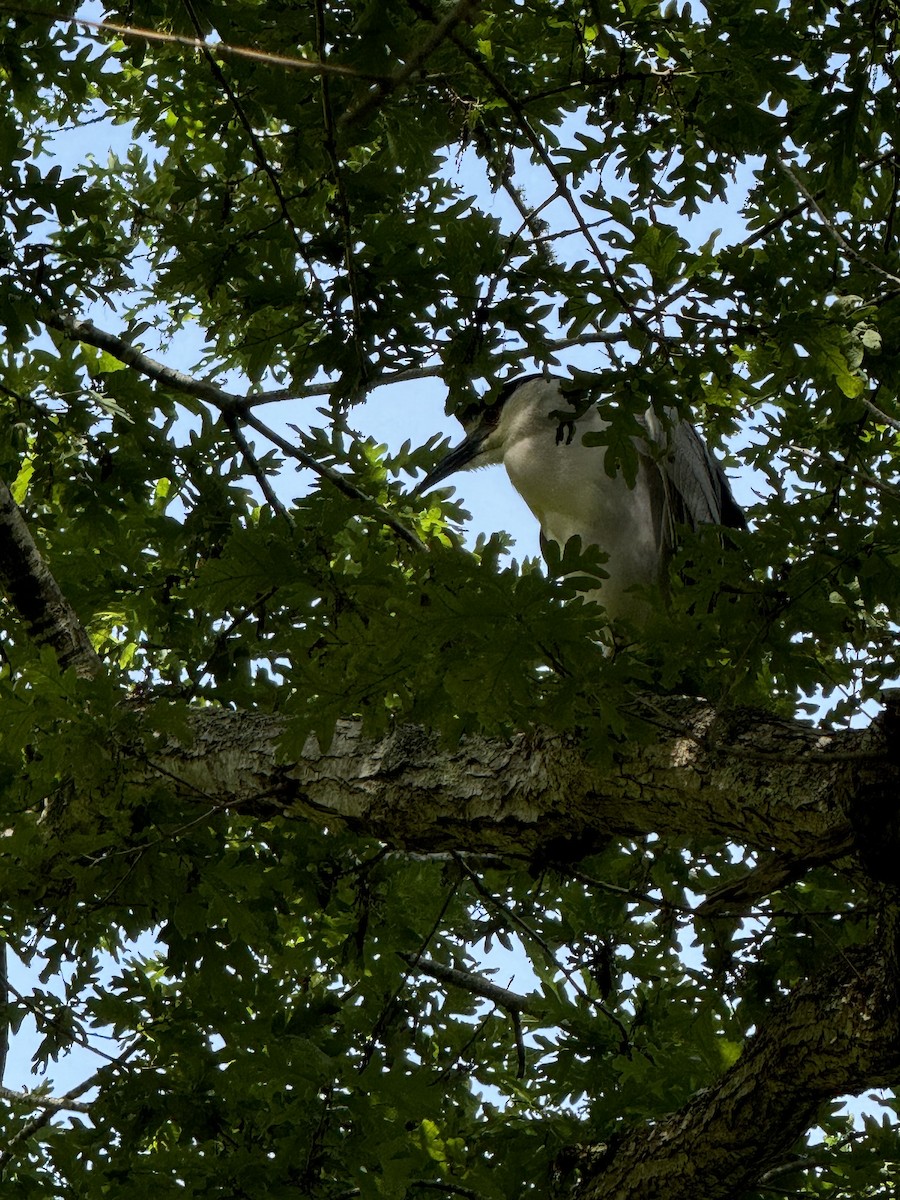 Black-crowned Night Heron - ML620807020