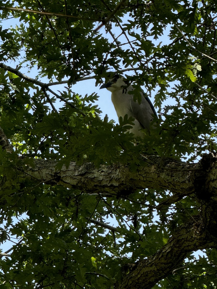 Black-crowned Night Heron - ML620807021