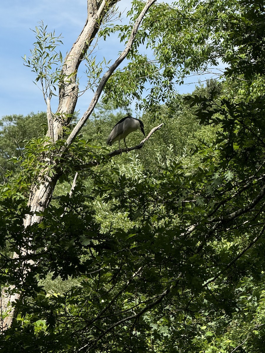 Black-crowned Night Heron - ML620807023