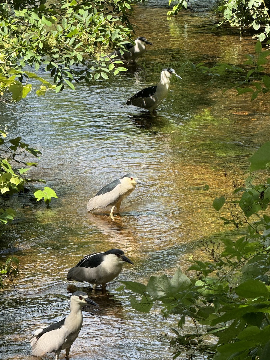 Black-crowned Night Heron - ML620807027