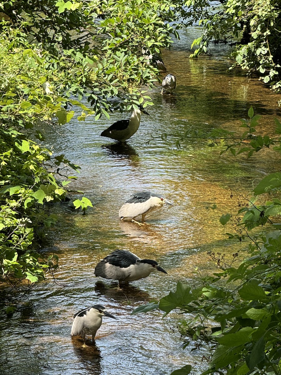 Black-crowned Night Heron - ML620807028