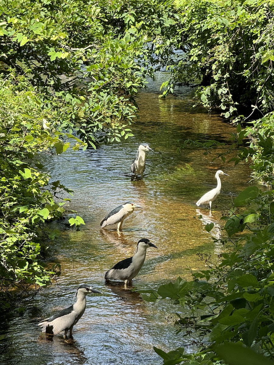 Black-crowned Night Heron - ML620807029