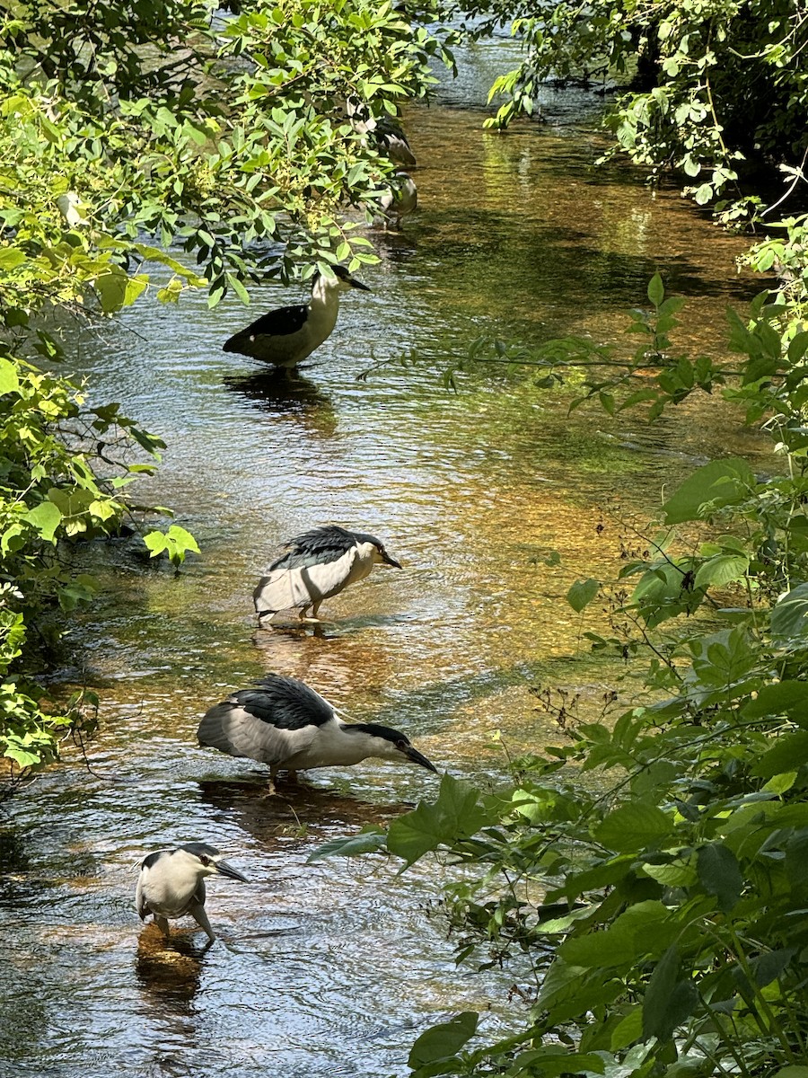 Black-crowned Night Heron - ML620807030