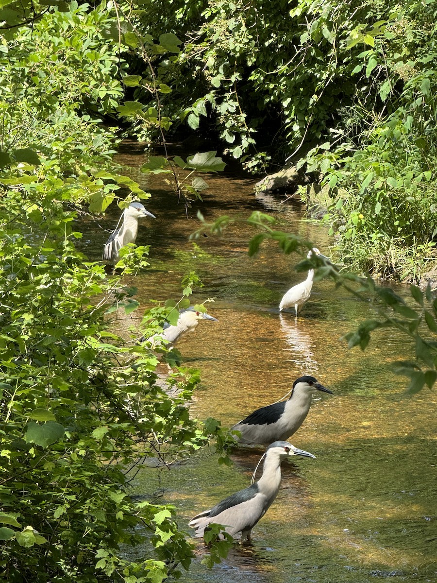 Black-crowned Night Heron - ML620807031