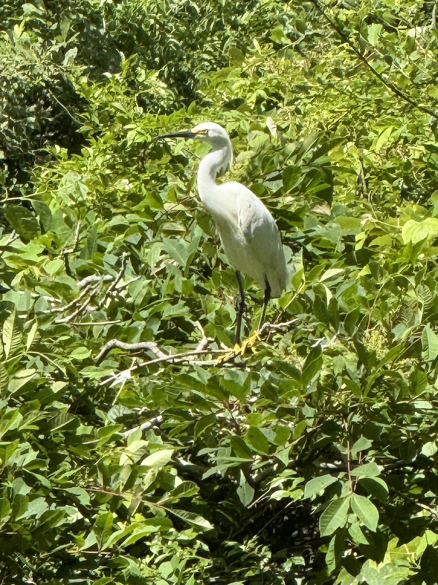 Snowy Egret - ML620807033