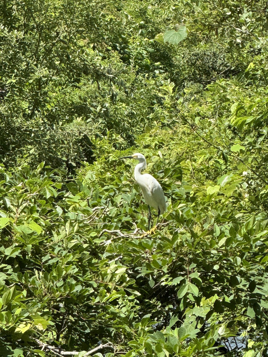 Snowy Egret - ML620807034