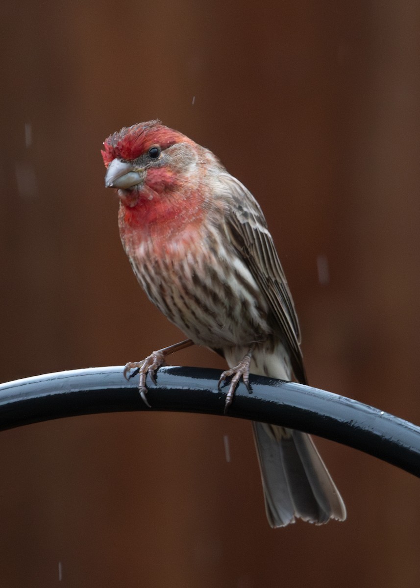 House Finch - ML620807037