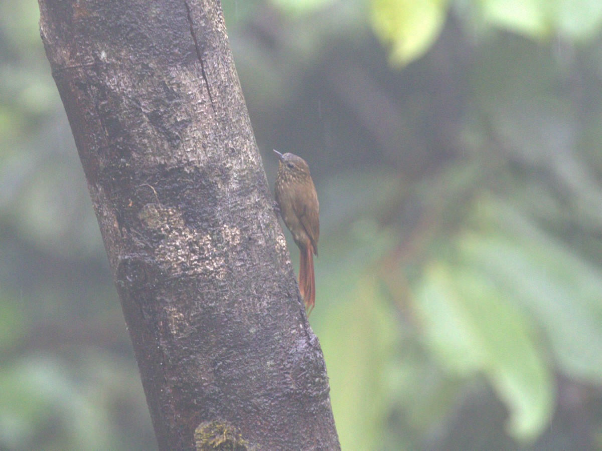 Wedge-billed Woodcreeper (pectoralis Group) - ML620807038