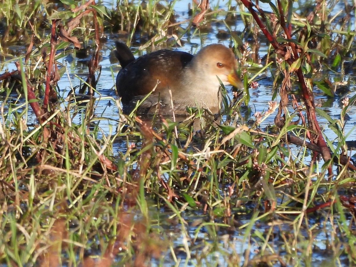 Gallinule à face noire - ML620807039