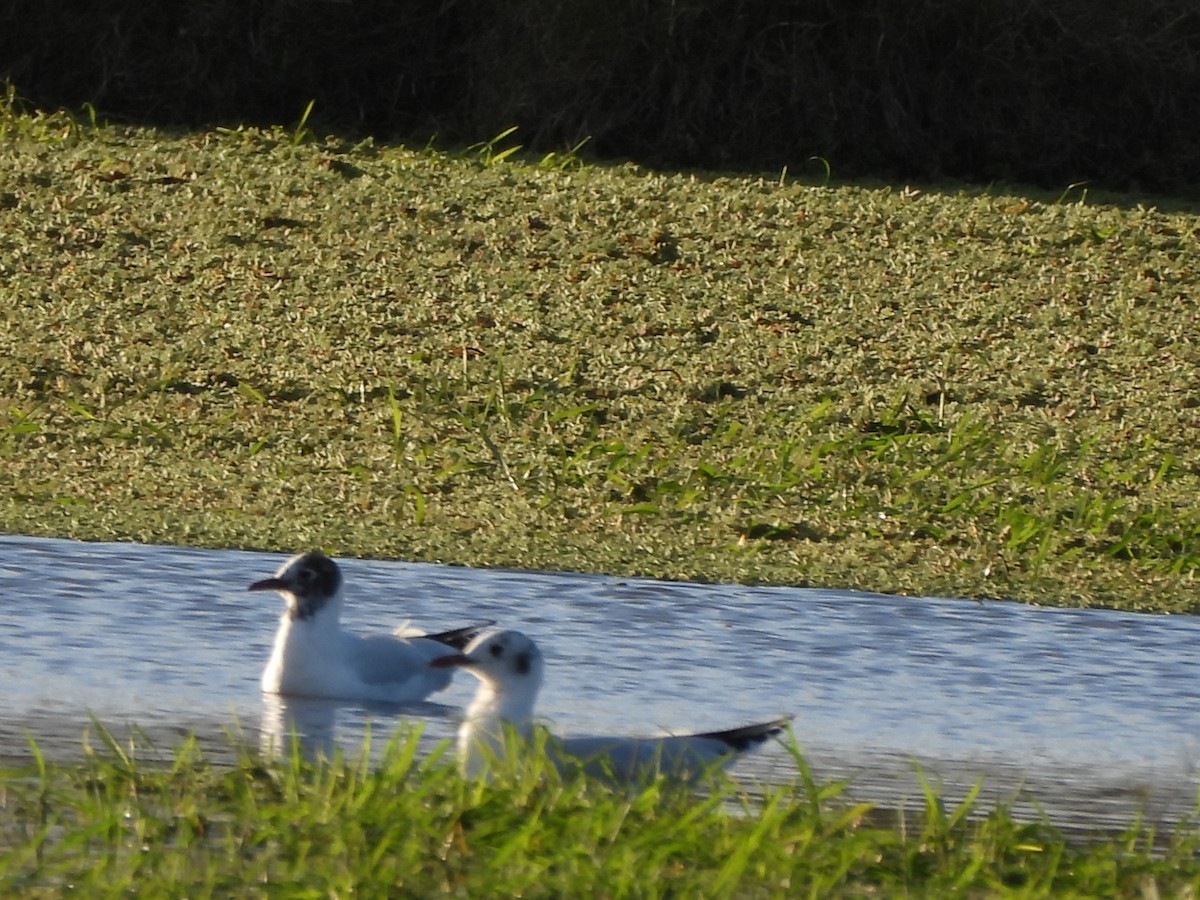 Mouette de Patagonie - ML620807041