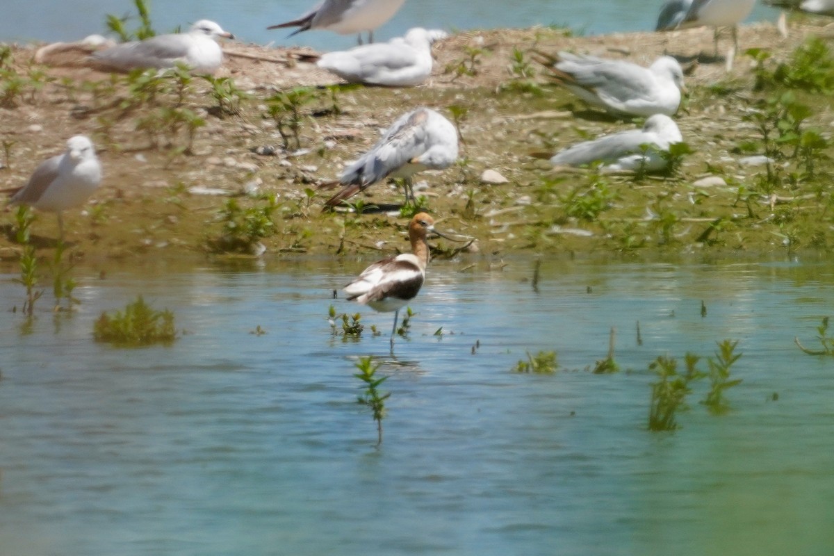 American Avocet - ML620807043