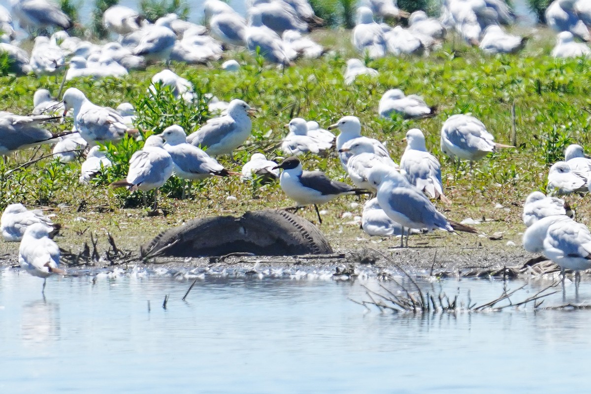 Laughing Gull - ML620807050