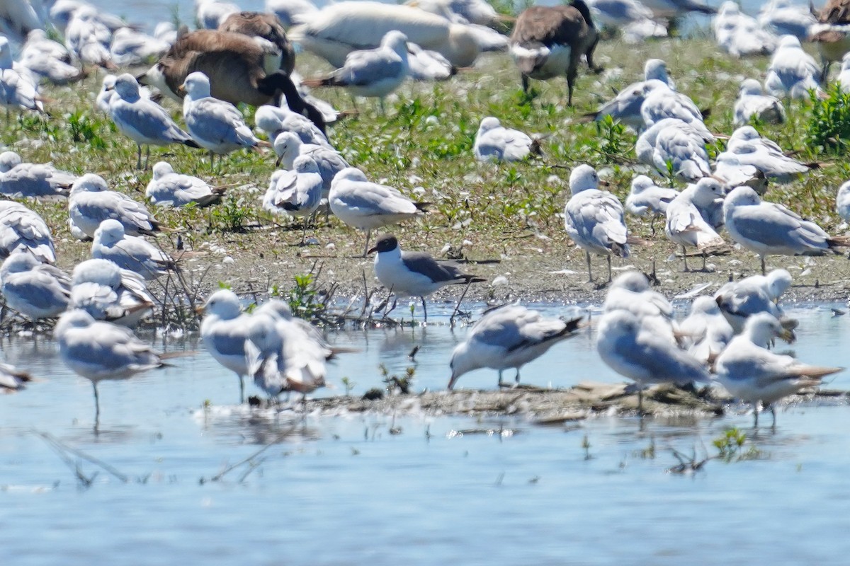 Laughing Gull - ML620807053