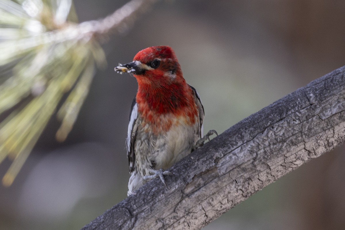 Red-breasted Sapsucker - ML620807059