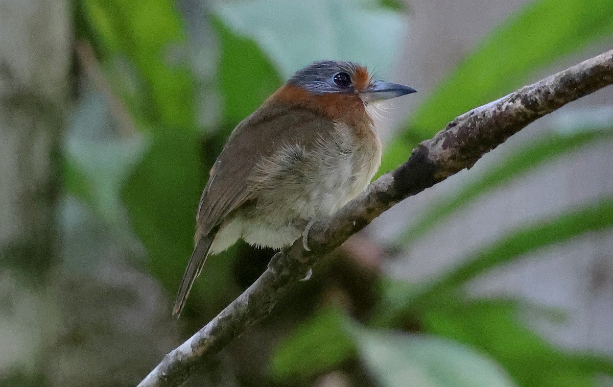 Rufous-necked Puffbird - Ashley Banwell