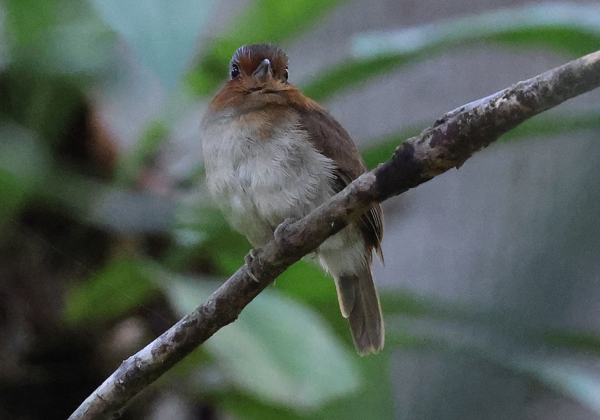 Rufous-necked Puffbird - ML620807069