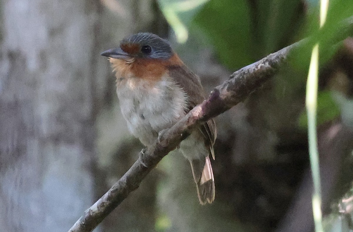 Rufous-necked Puffbird - ML620807072