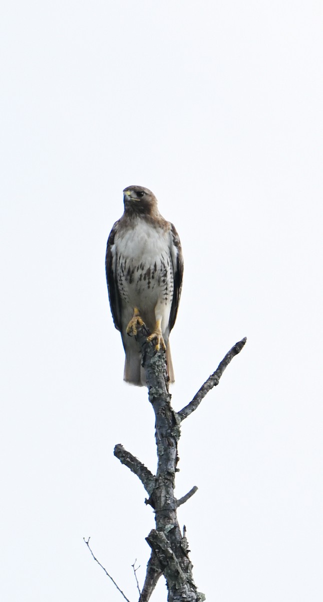 Red-tailed Hawk - ML620807081
