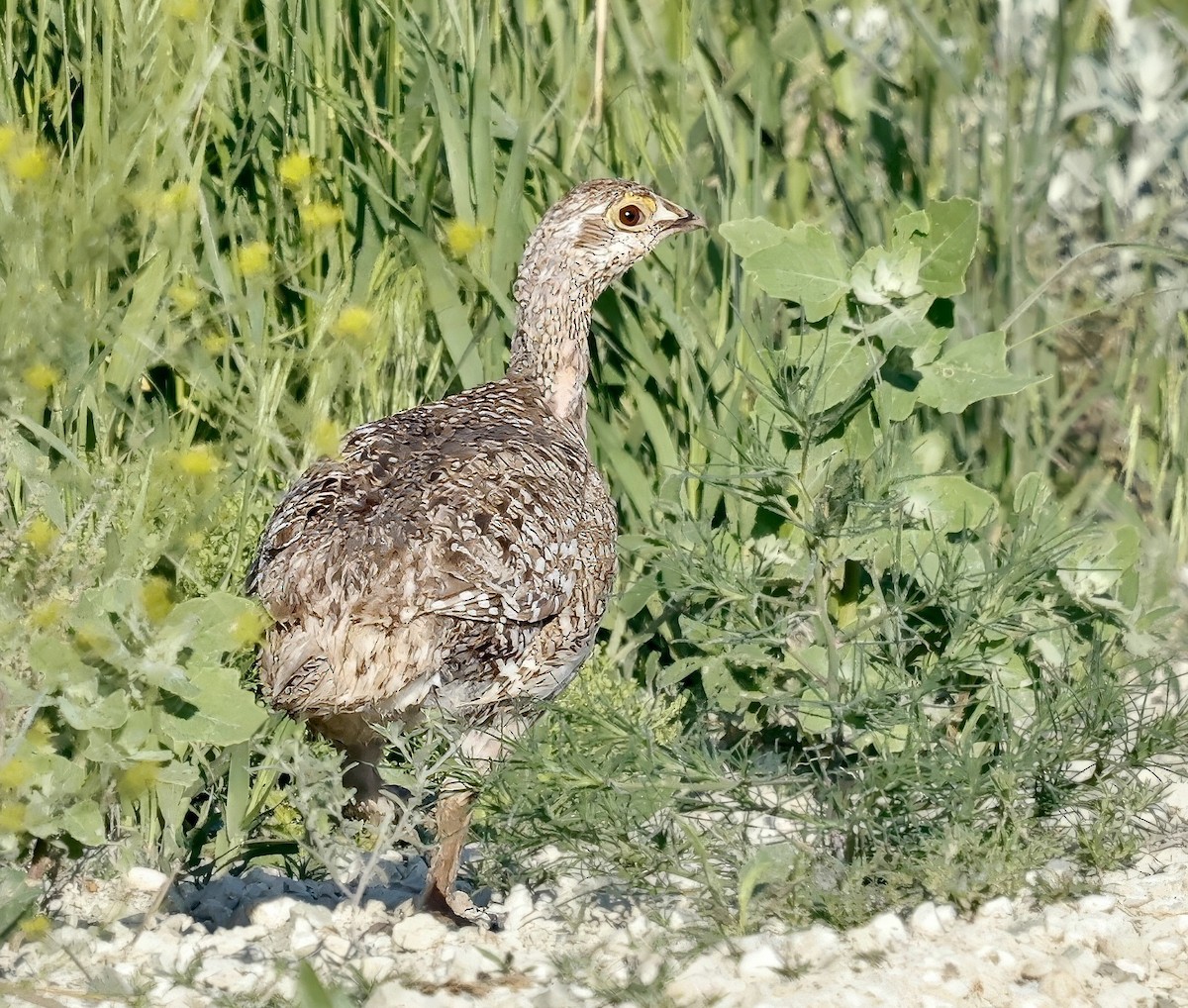 Sharp-tailed Grouse - ML620807083