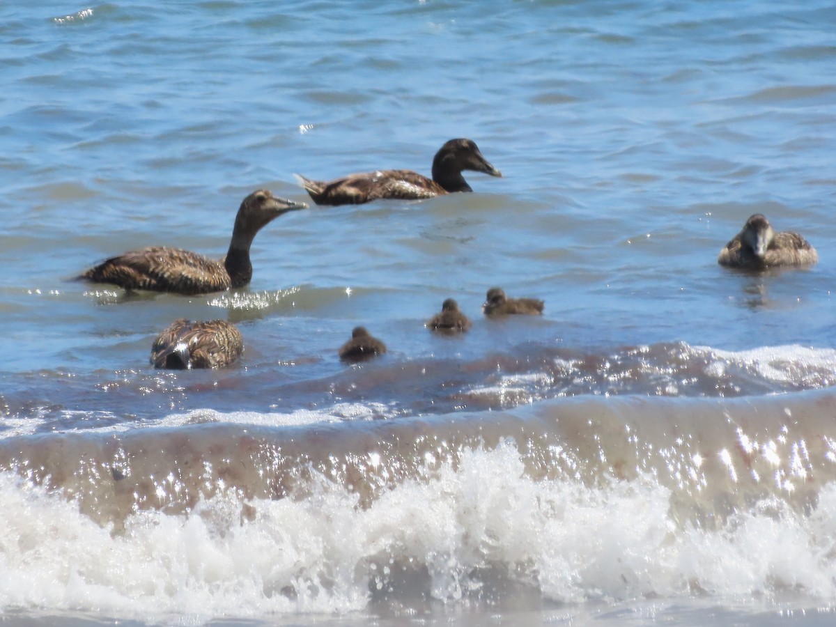 Common Eider - ML620807086