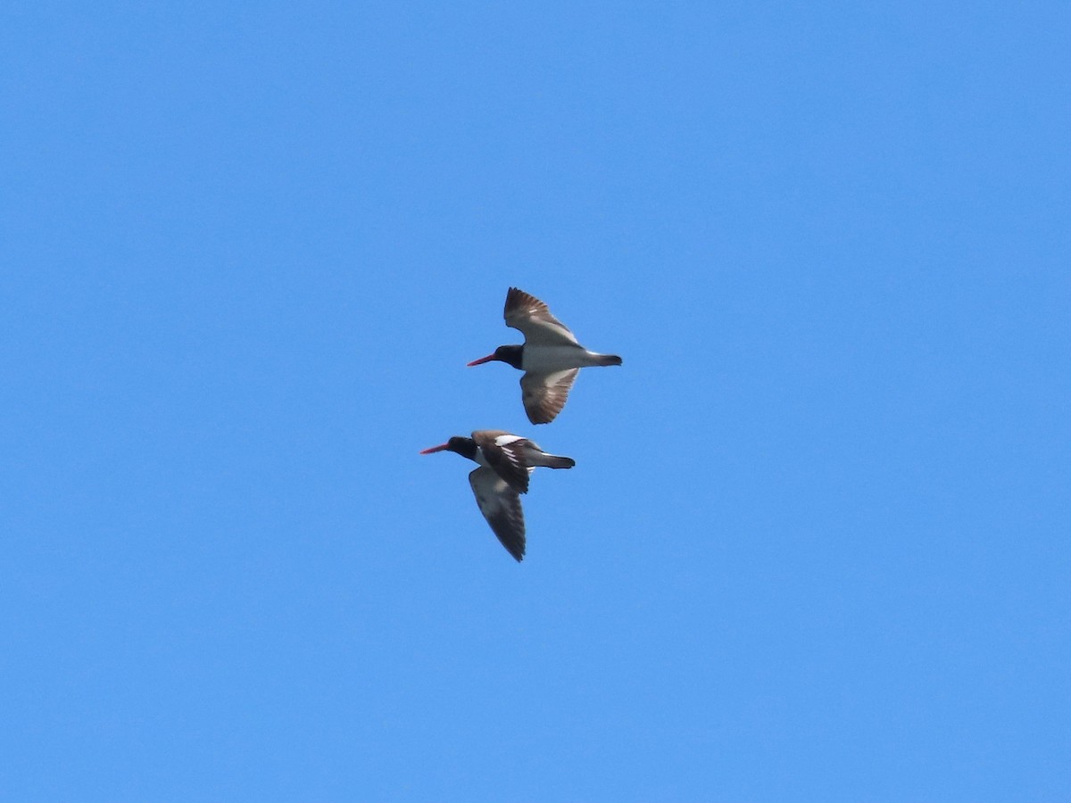 American Oystercatcher - ML620807090