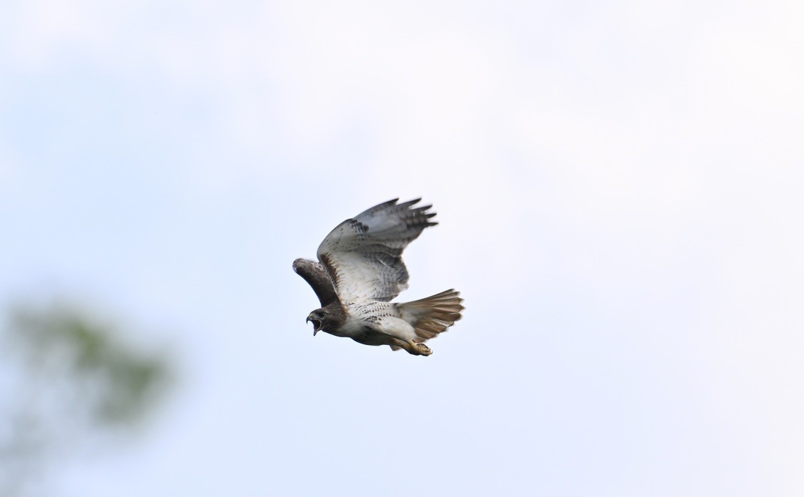 Red-tailed Hawk - ML620807094