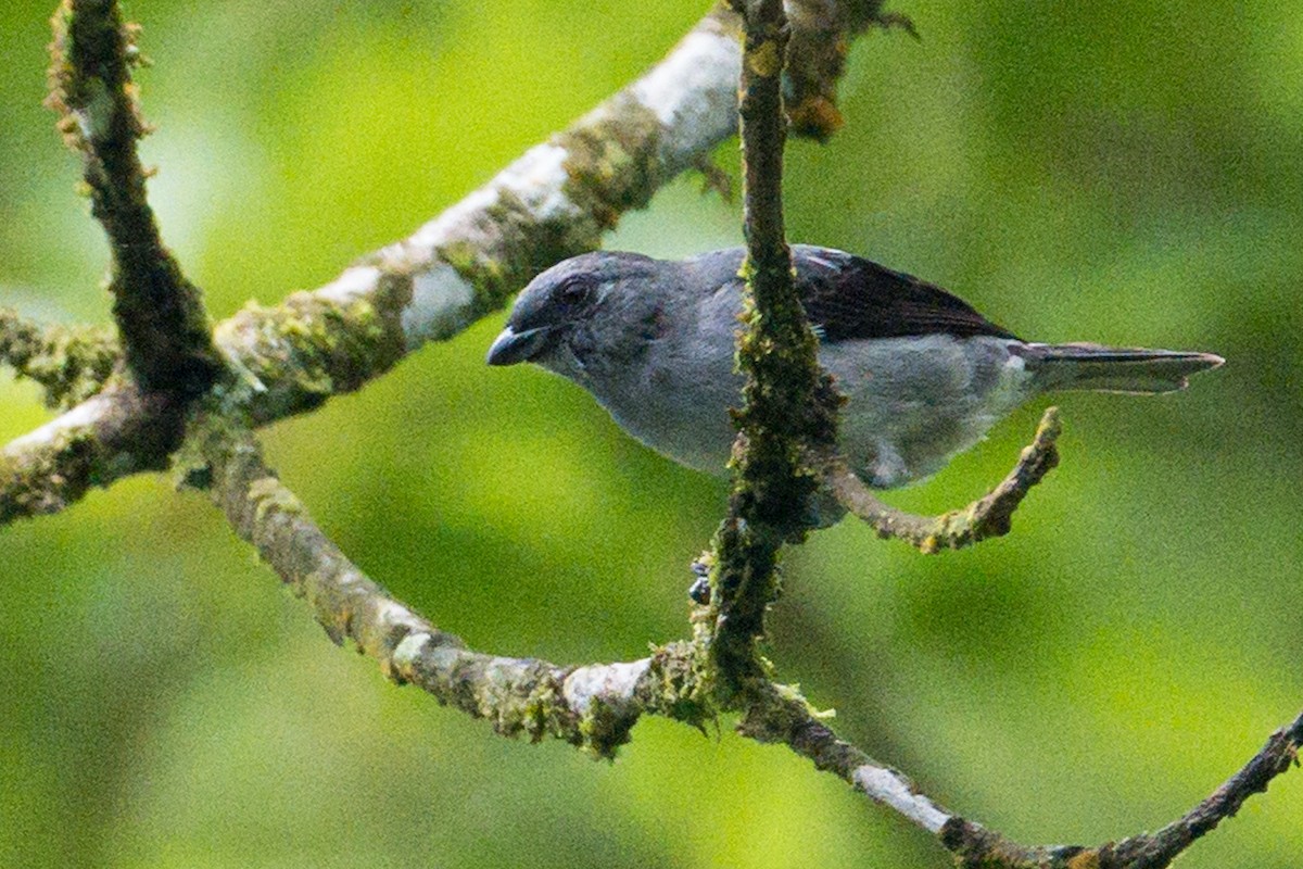 Plain-colored Tanager - ML620807096