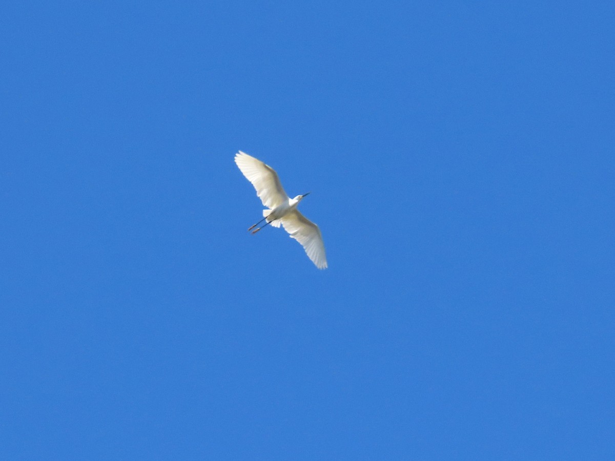 Snowy Egret - ML620807098