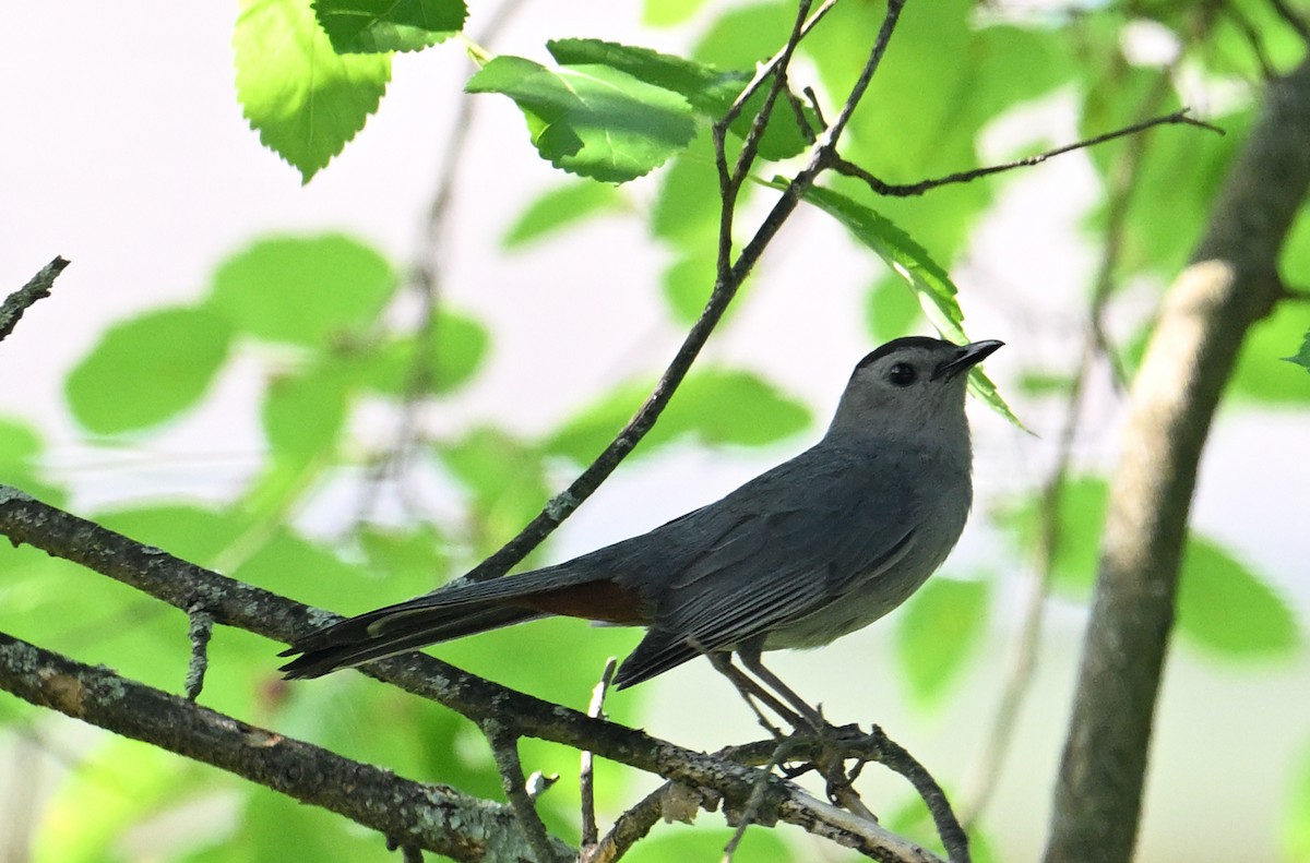 Gray Catbird - ML620807109