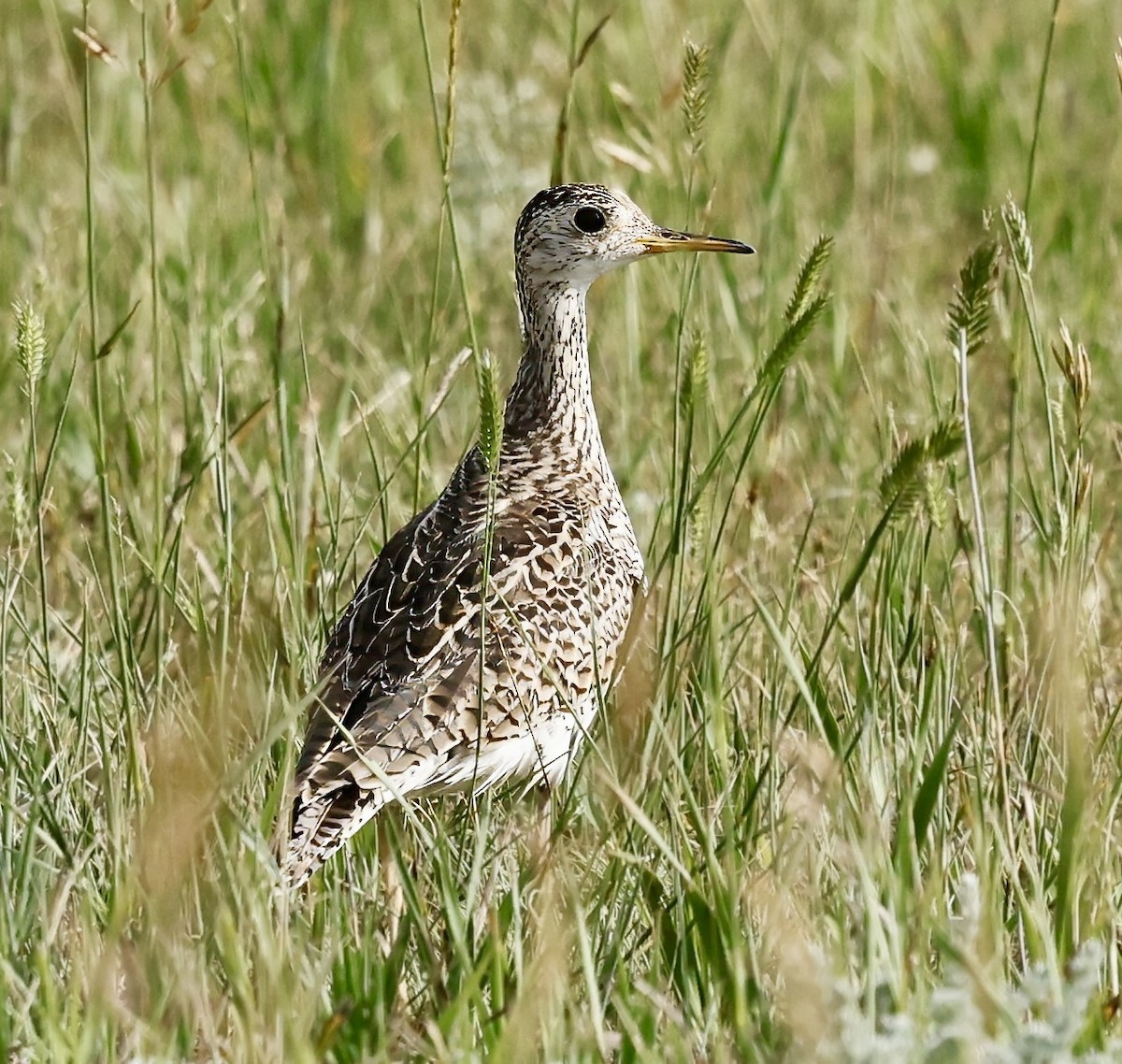 Upland Sandpiper - ML620807110