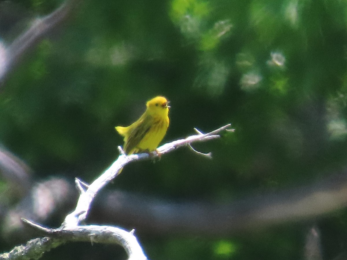 Yellow Warbler - ML620807114