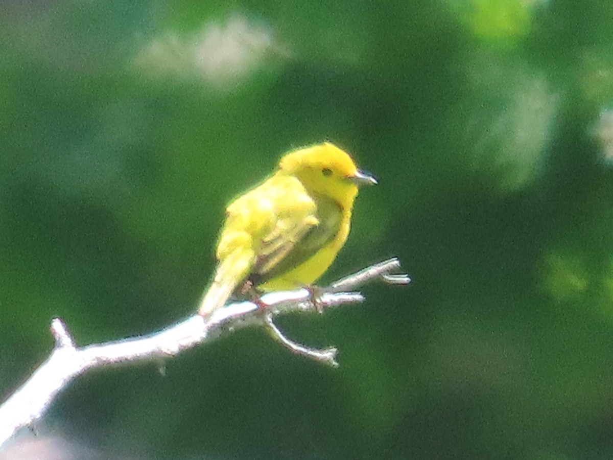 Yellow Warbler - ML620807115