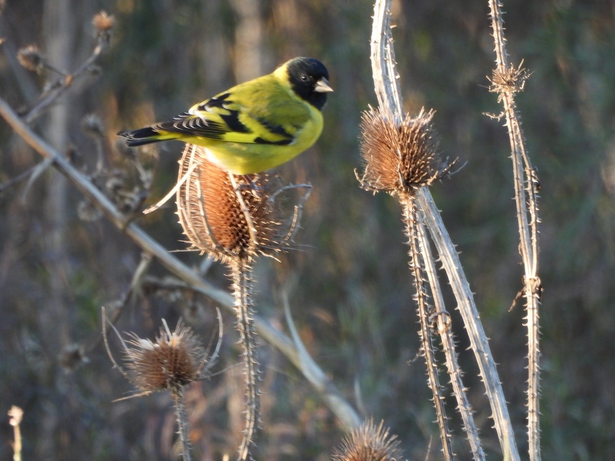 Hooded Siskin - ML620807121