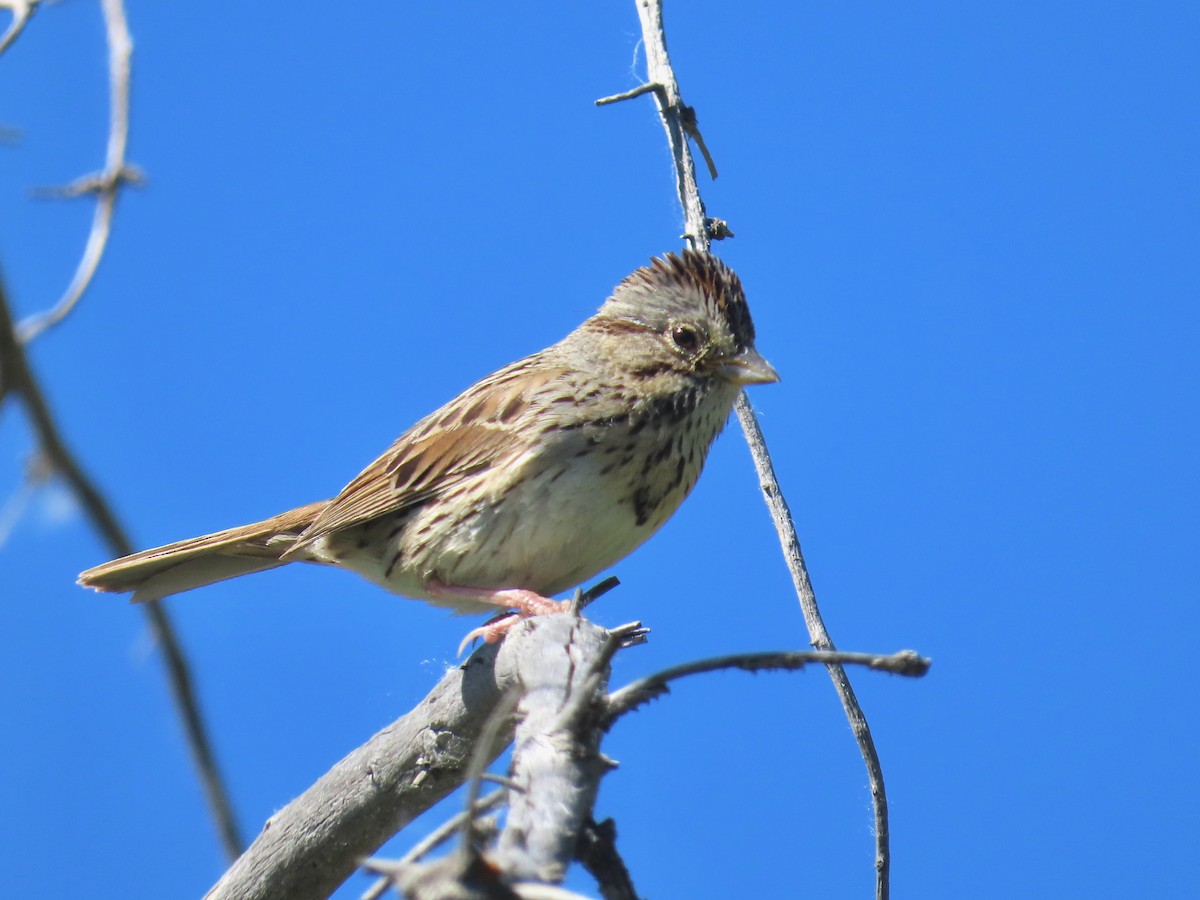 Lincoln's Sparrow - ML620807122