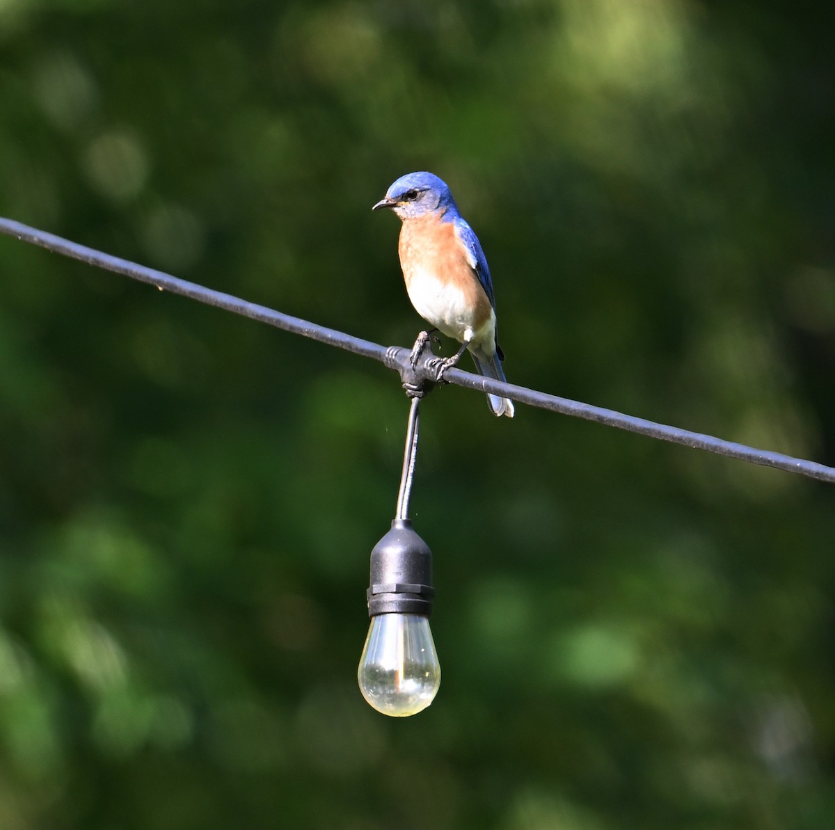 Eastern Bluebird - ML620807125