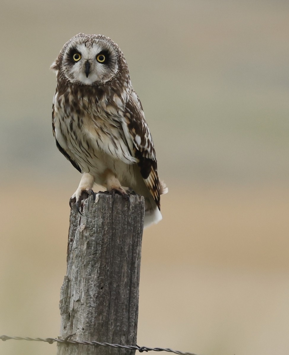 Short-eared Owl - ML620807128