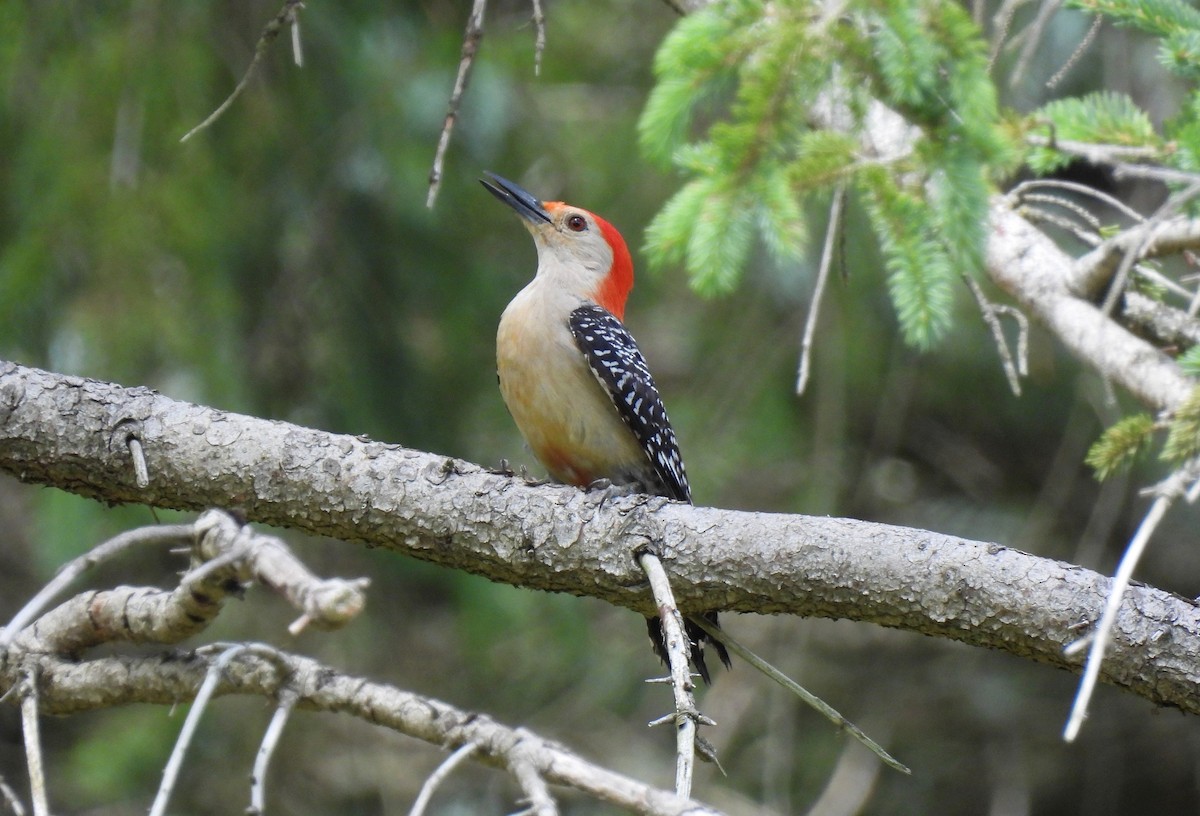 Red-bellied Woodpecker - ML620807129